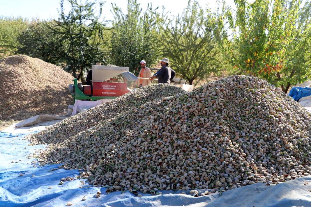 Elazığ'da hasadı başladı. 400 ton rekolte bekleniyor 3